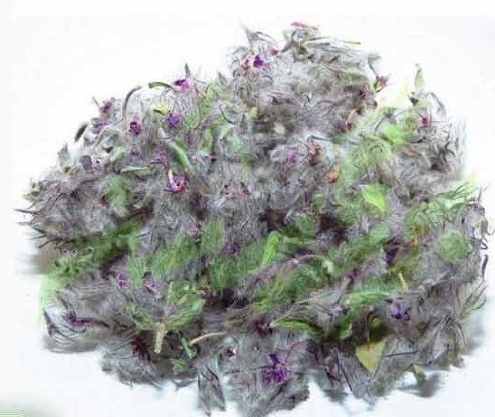 چای کوهی اصل