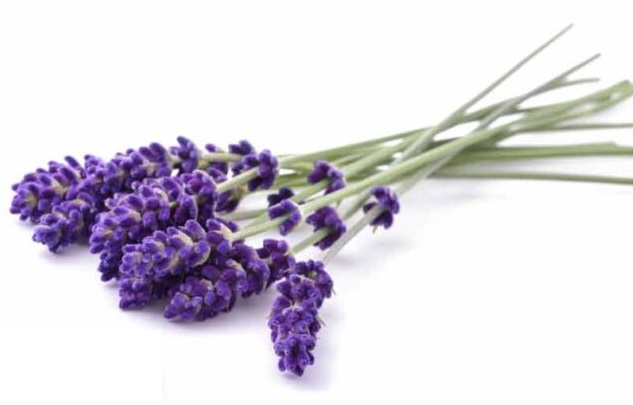گیاه اسطوخودوس